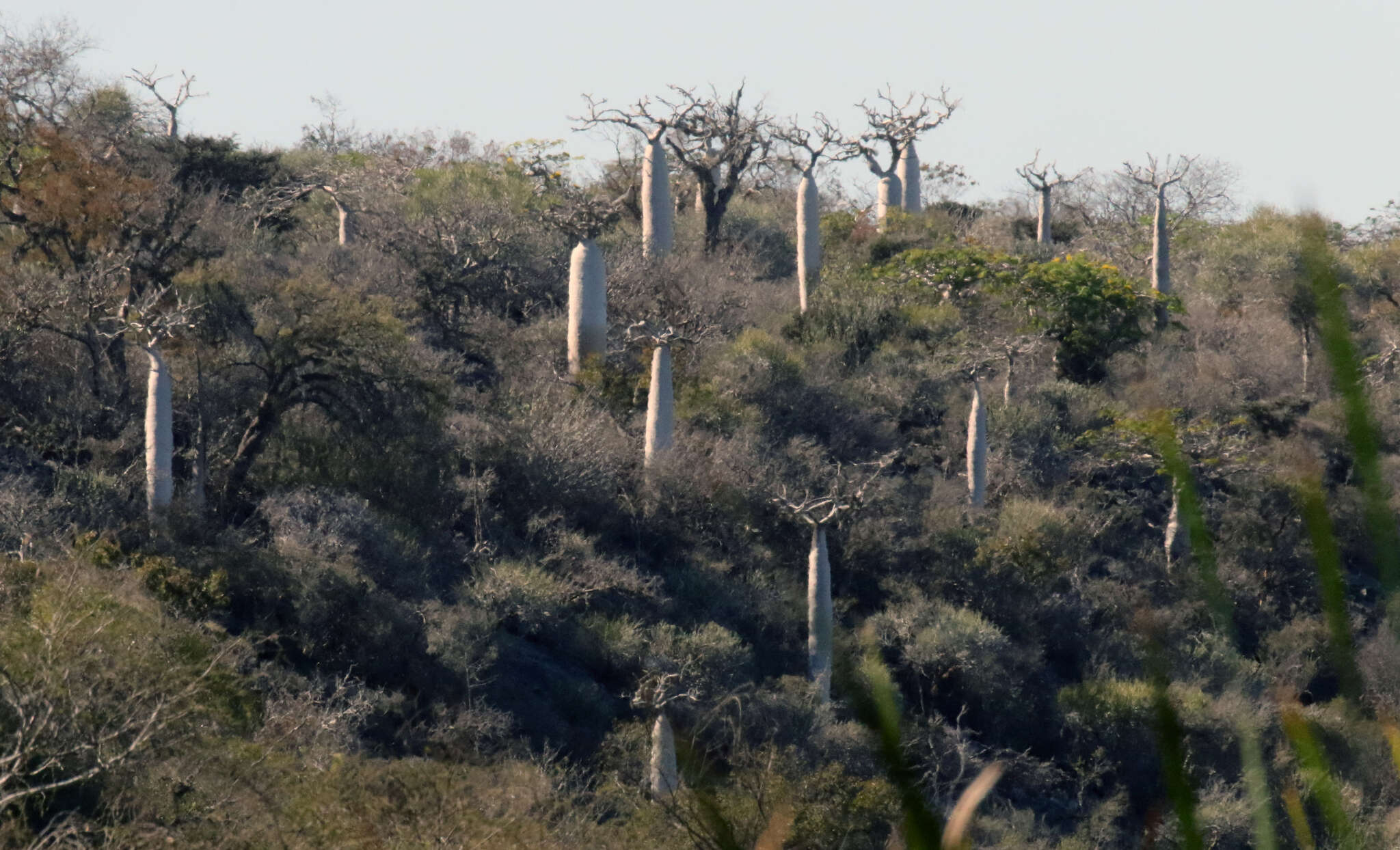 Image of Pachypodium geayi Costantin & Bois