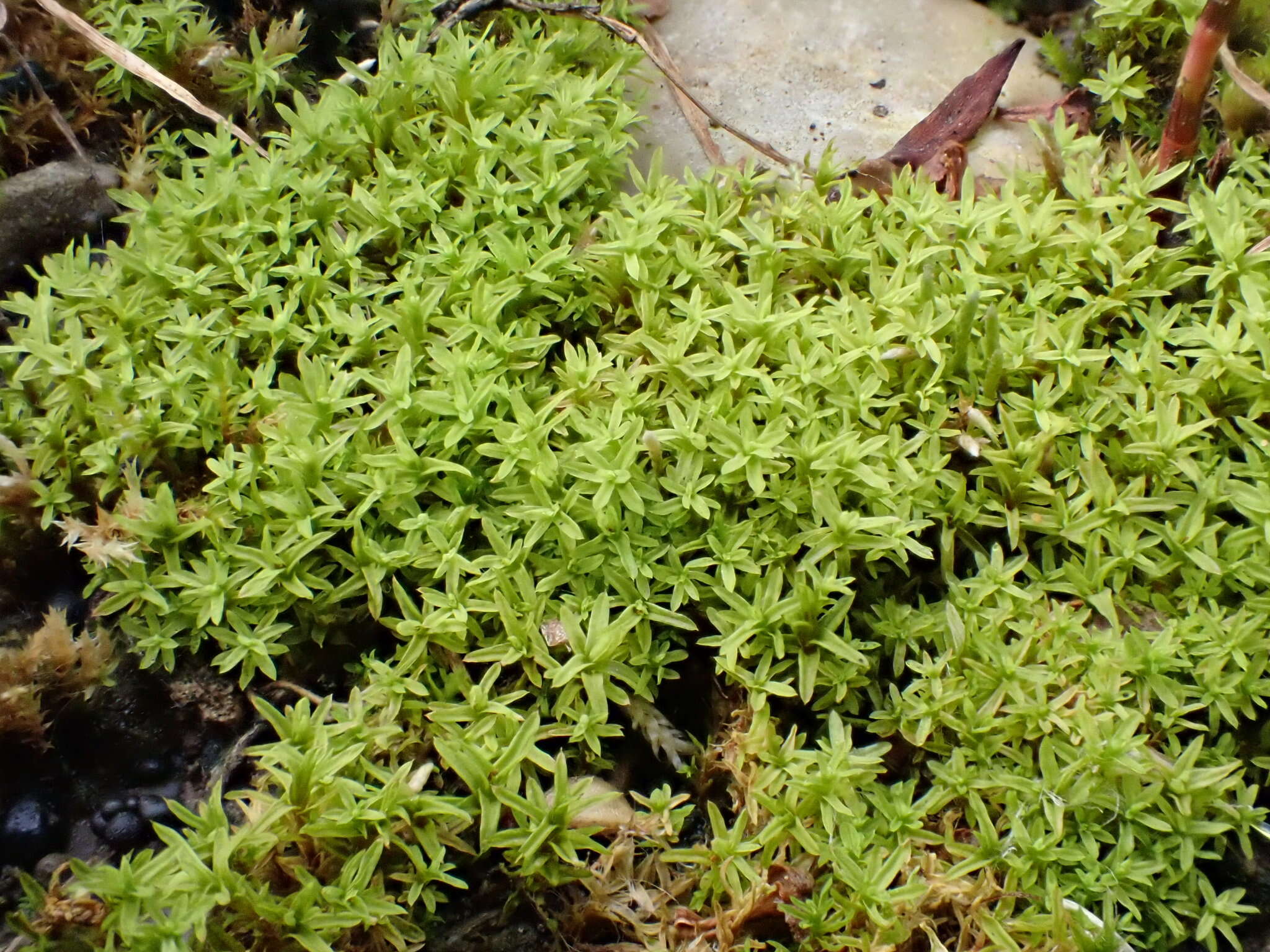 Image of barbula moss