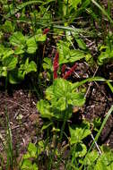 Image de Acalypha glandulifolia Buchinger & Meisn. ex C. Krauss