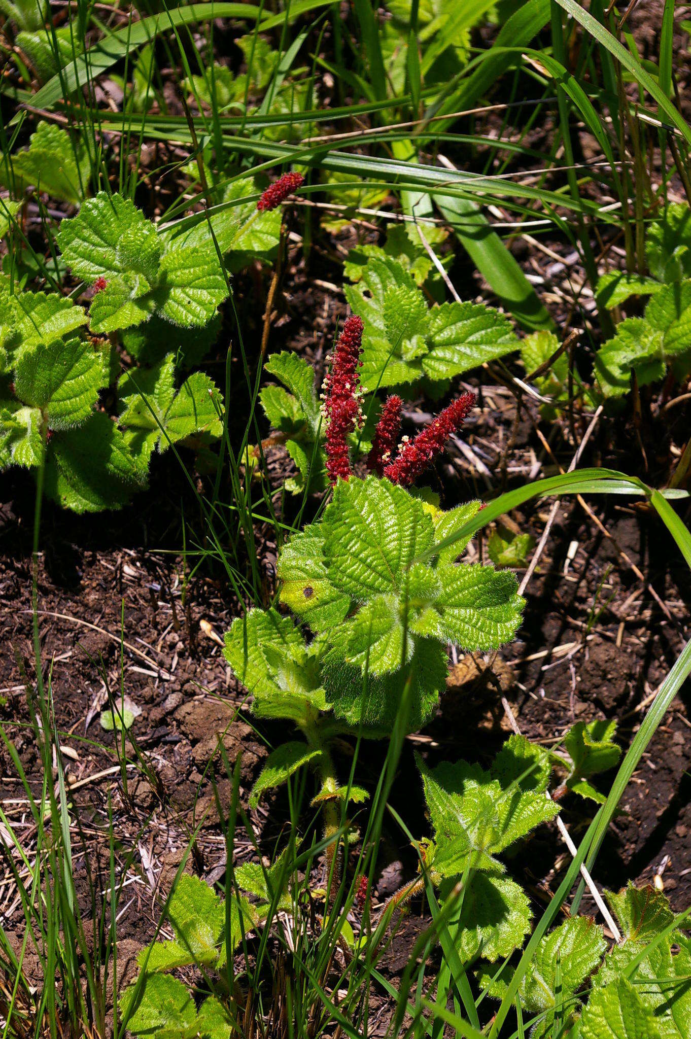 Imagem de Acalypha glandulifolia Buchinger & Meisn. ex C. Krauss