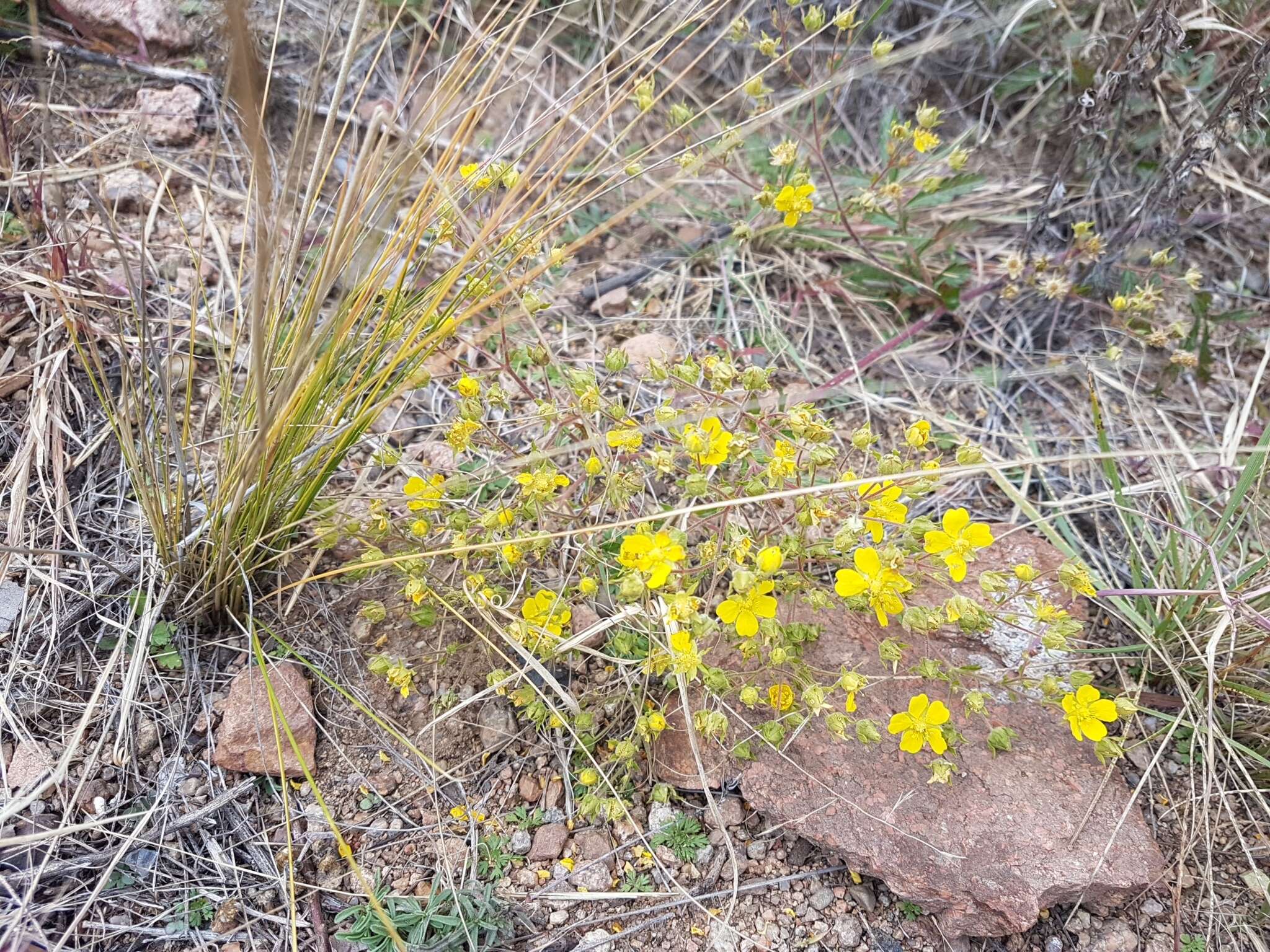 Image of Potentilla tanacetifolia