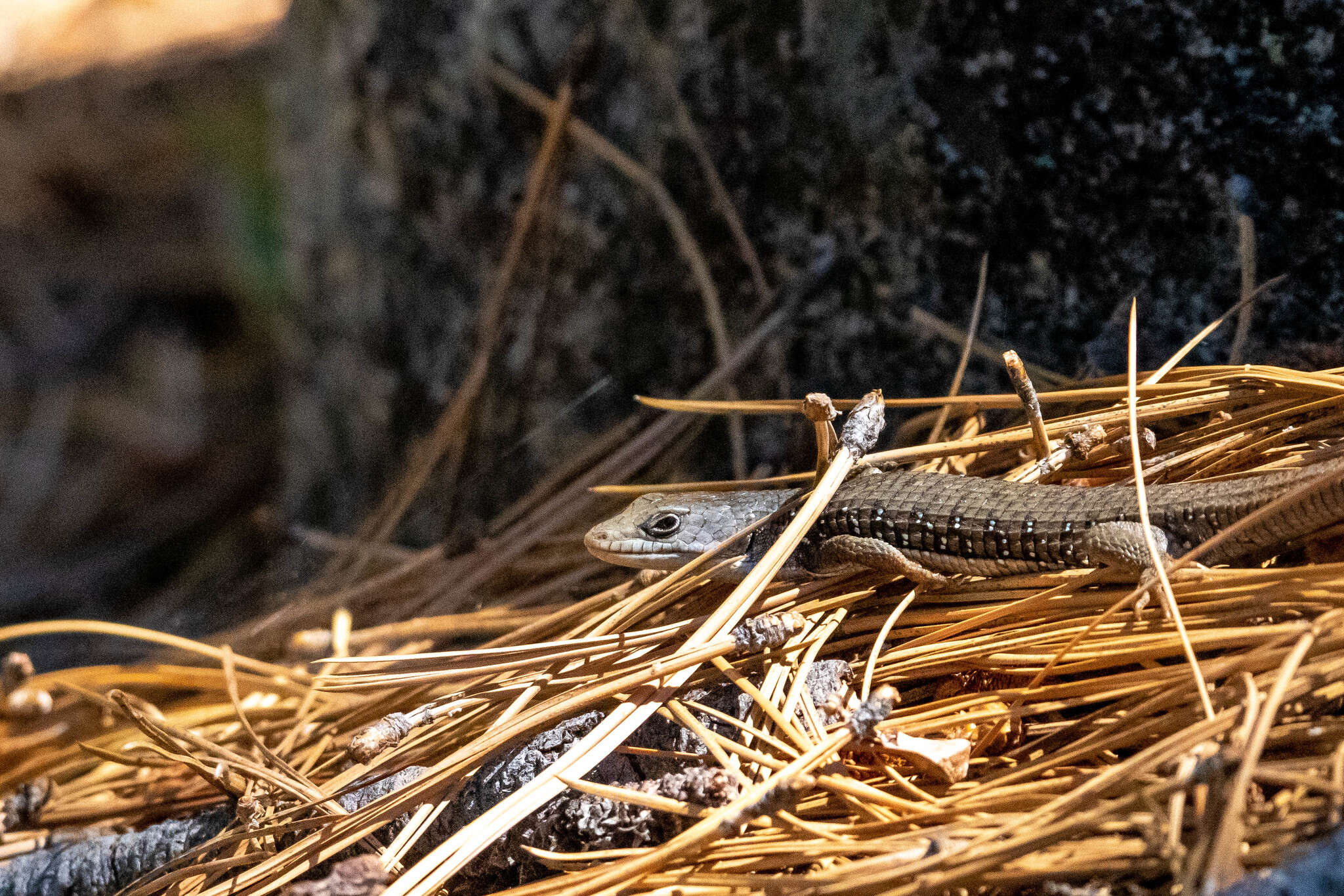 Image of Northern Alligator Lizard