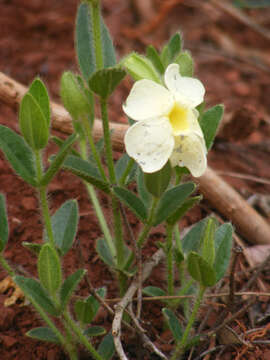 Image of Natal primrose