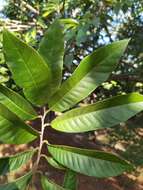 Image of custard apple