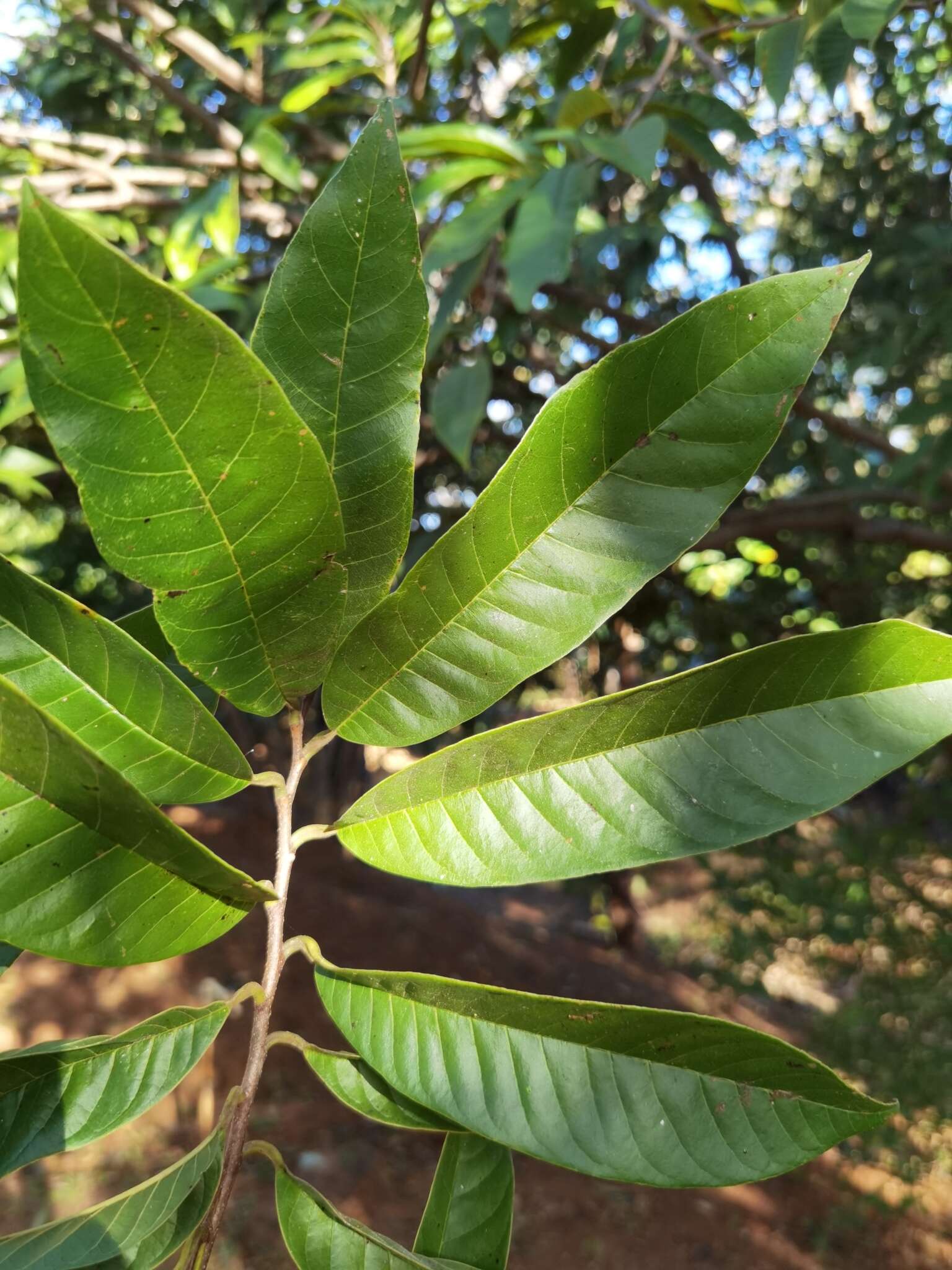 Image of custard apple