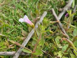 Image of <i>Torenia anagallis</i>