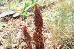 Image of Orobanche anatolica Boiss. & Reuter