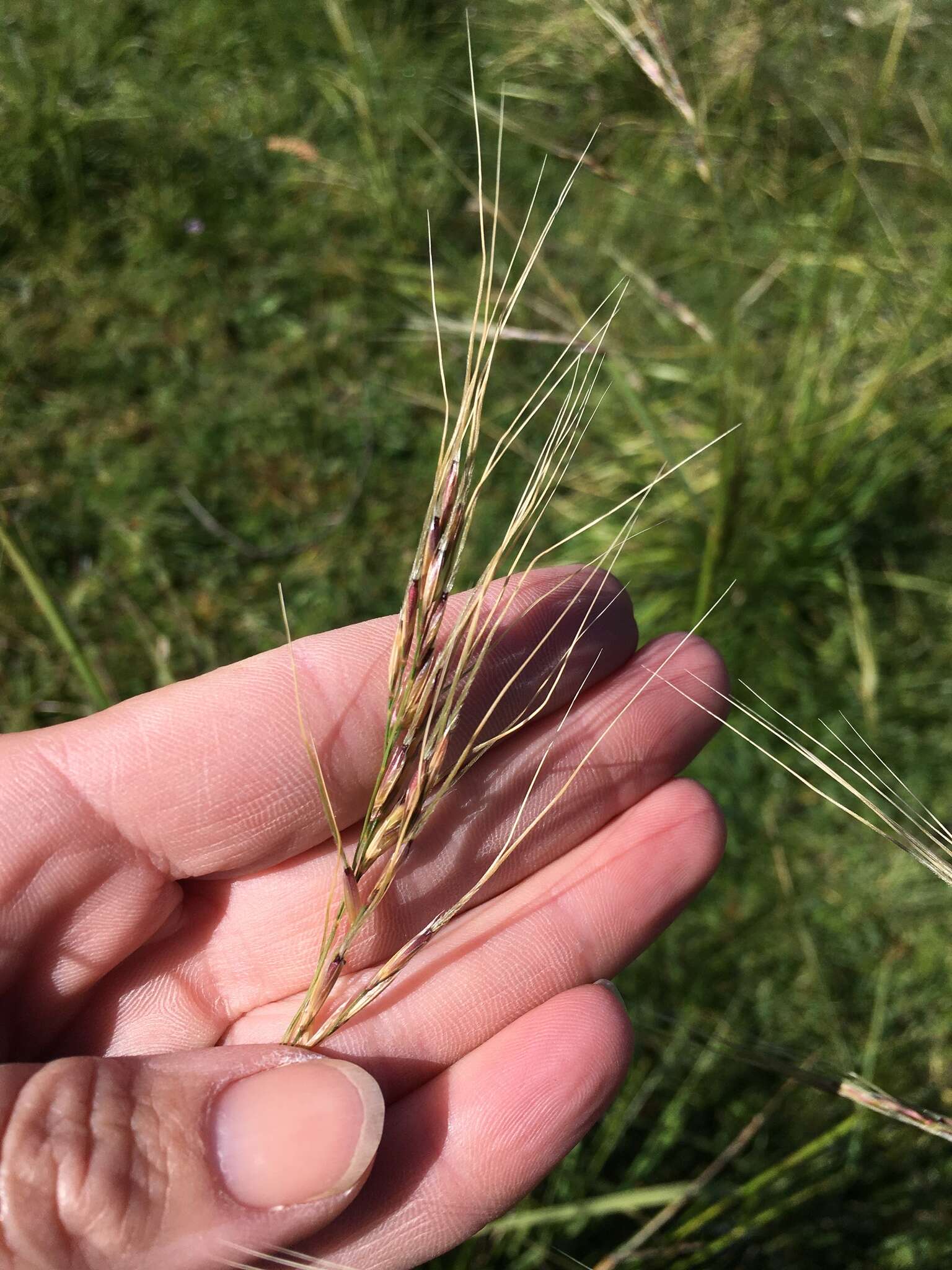 Image of tropical needlegrass