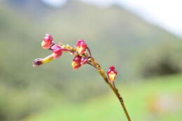 Image of Cyrtochilum rhodoneurum (Rchb. fil.) Dalström