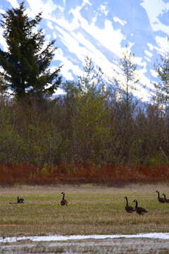 Image of Dusky Canada Goose