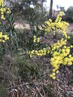 Sivun Acacia prominens A. Cunn. ex G. Don kuva