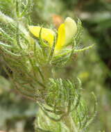 Image of Aspalathus asparagoides subsp. asparagoides