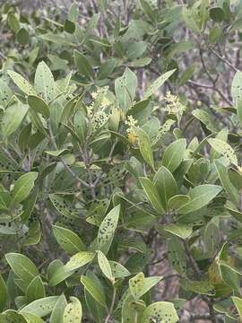 Image of Olea capensis subsp. enervis (Harv.) I. Verd.