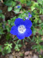 Imagem de Nemophila menziesii Hook. & Arnott