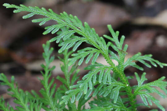 Image of electric fern