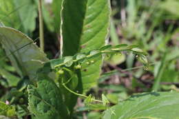 Image of Phyllanthus parvulus Sond.