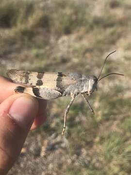 Image of Three-banded Grasshopper