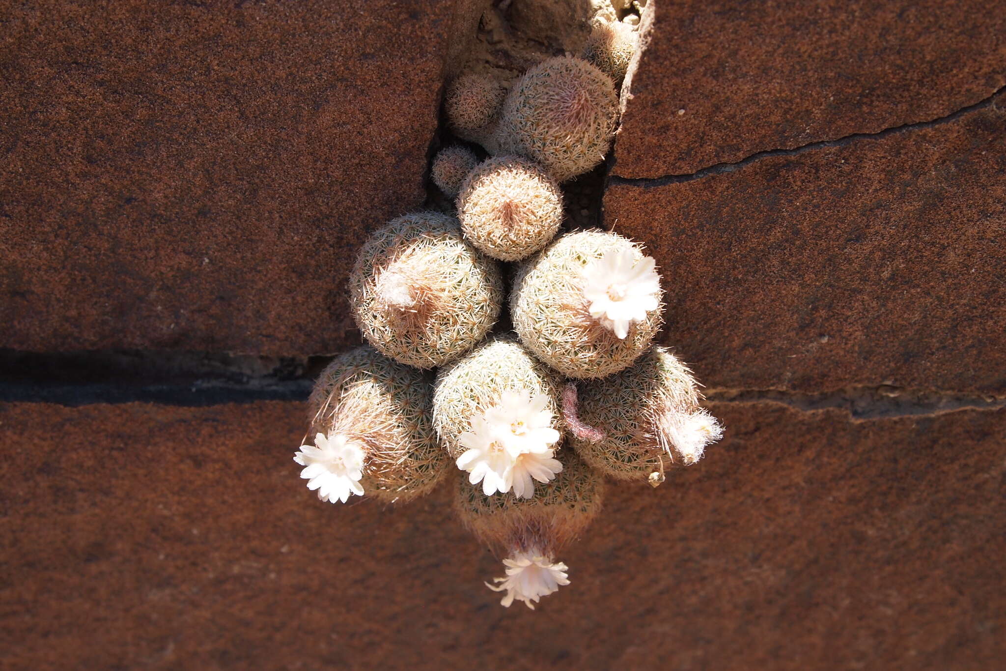 Image of Epithelantha pachyrhiza subsp. pulchra