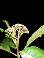 Image of Chimarrhis parviflora Standl.