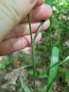 Image of Nottoway Valley brome