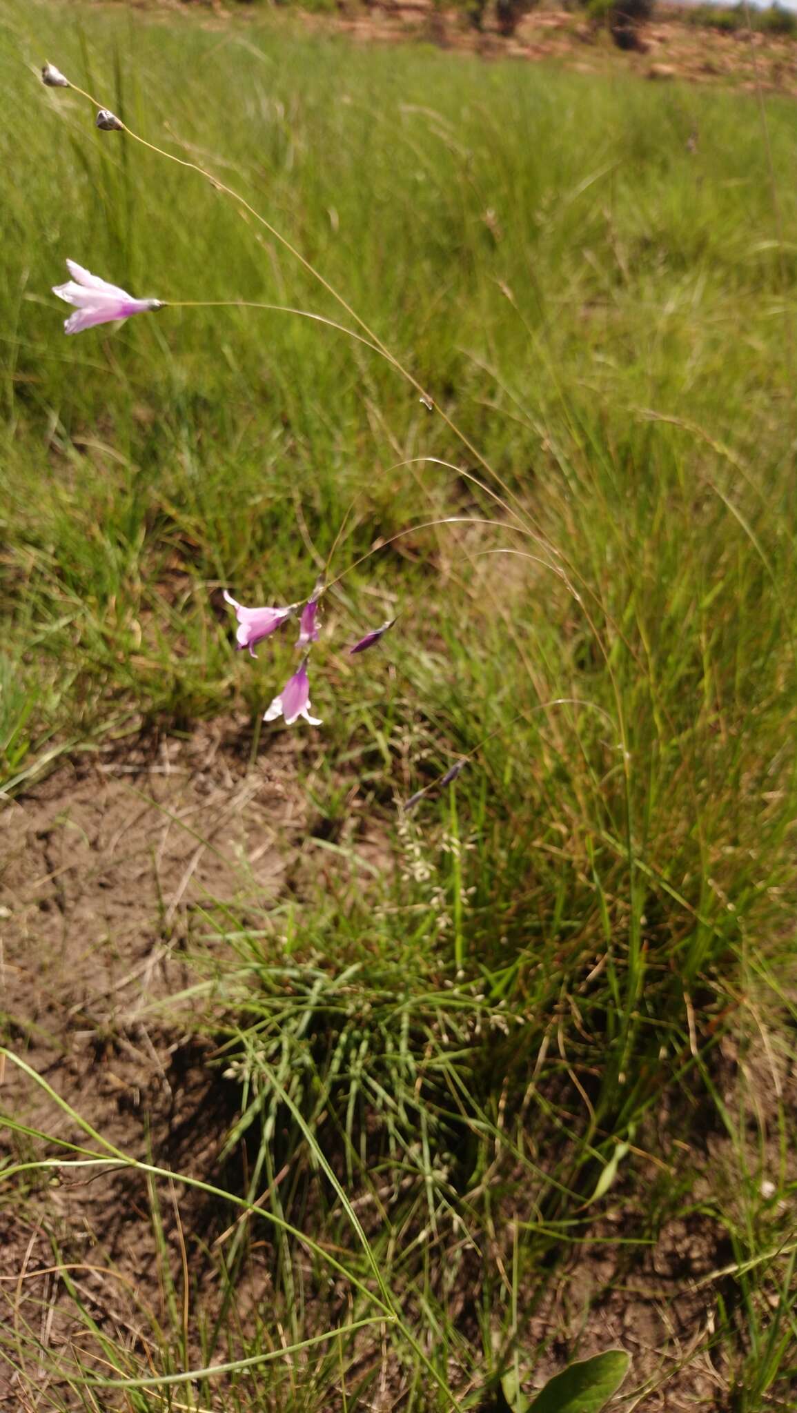 صورة Dierama mossii (N. E. Br.) Hilliard