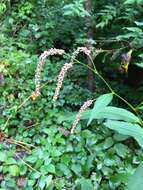 Sivun Persicaria extremiorientalis (Vorosh.) N. N. Tzvel. kuva