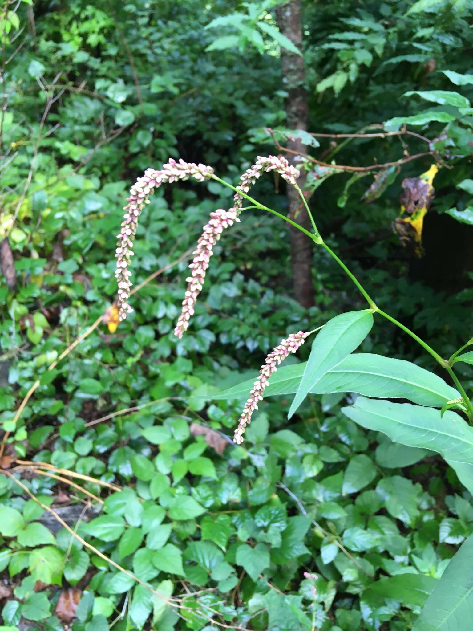 Sivun Persicaria extremiorientalis (Vorosh.) N. N. Tzvel. kuva