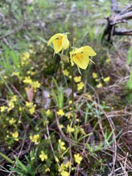 Plancia ëd Diuris behrii Schltdl.