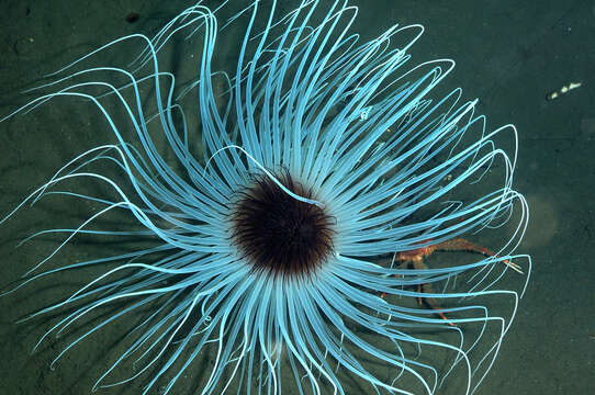 Image of fireworks anemone