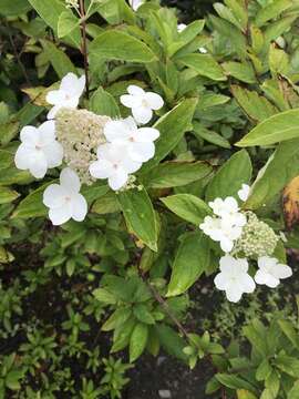 Image of panicled hydrangea