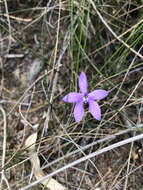 Image of Small waxlip orchid