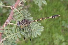 Imagem de Ictinogomphus dundoensis Pinhey 1961