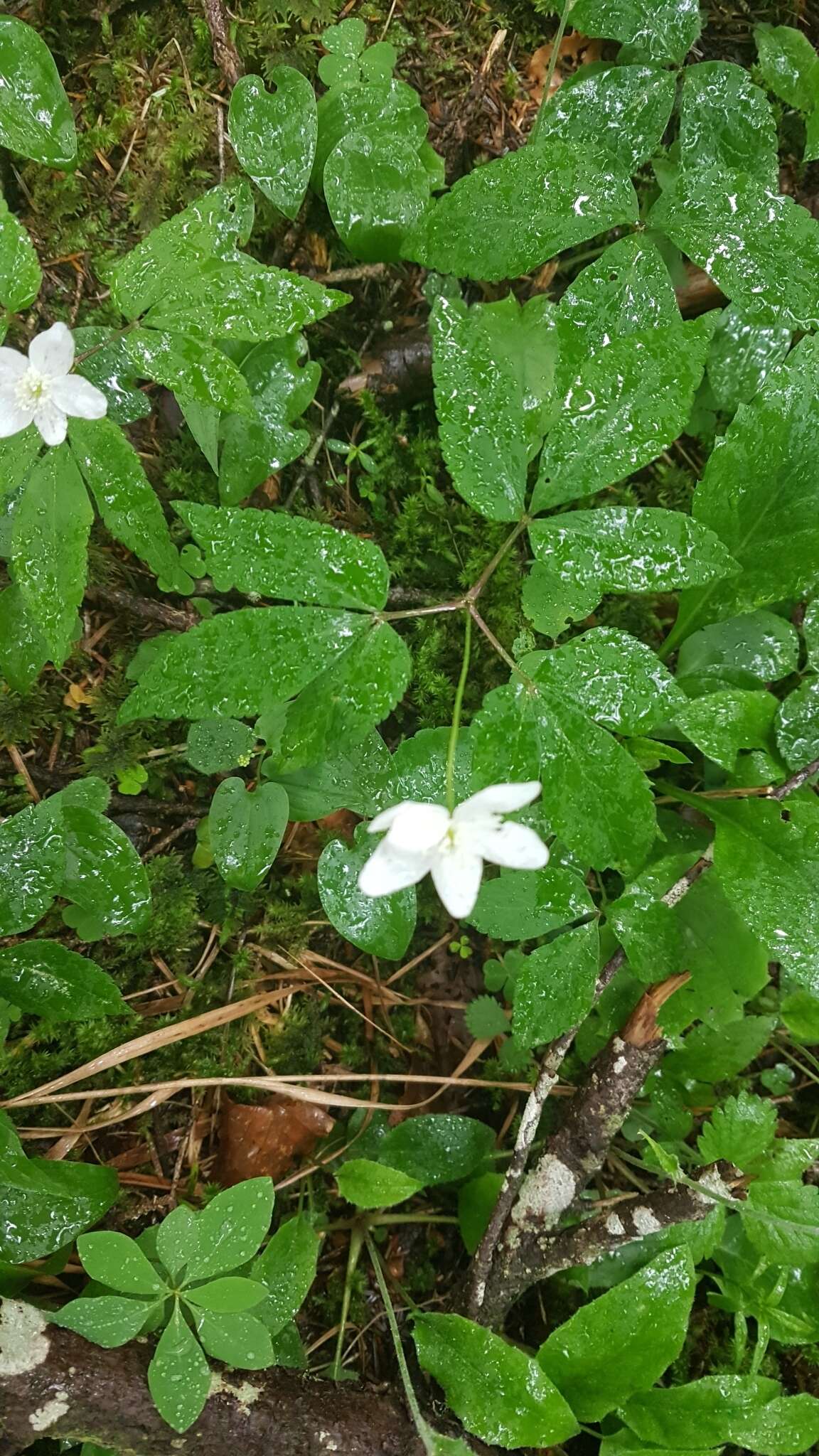 Imagem de Anemone trifolia subsp. trifolia