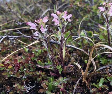 Imagem de Pedicularis hirsuta L.