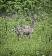 Image de Odocoileus virginianus macrourus (Rafinesque 1817)