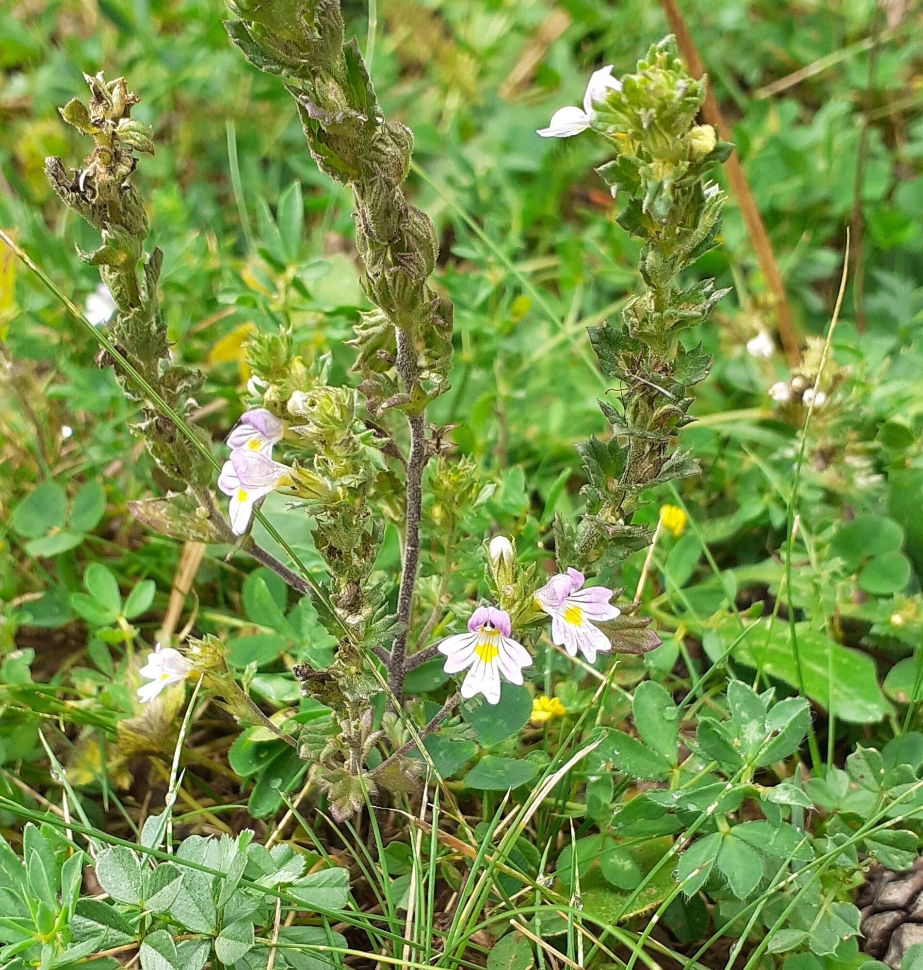 Image of Euphrasia alpina Lam.