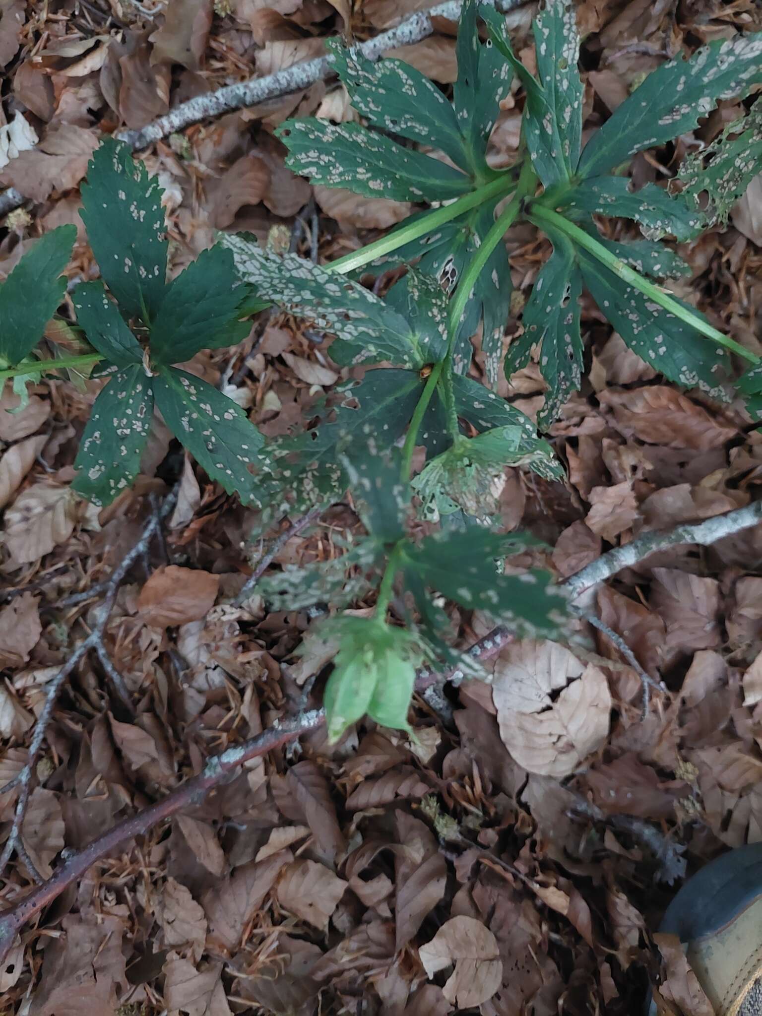 Image of Helleborus viridis subsp. occidentalis (Reuter) Schifner