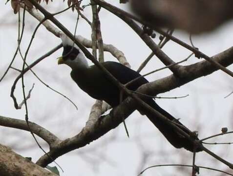 Image of White-crested Turaco