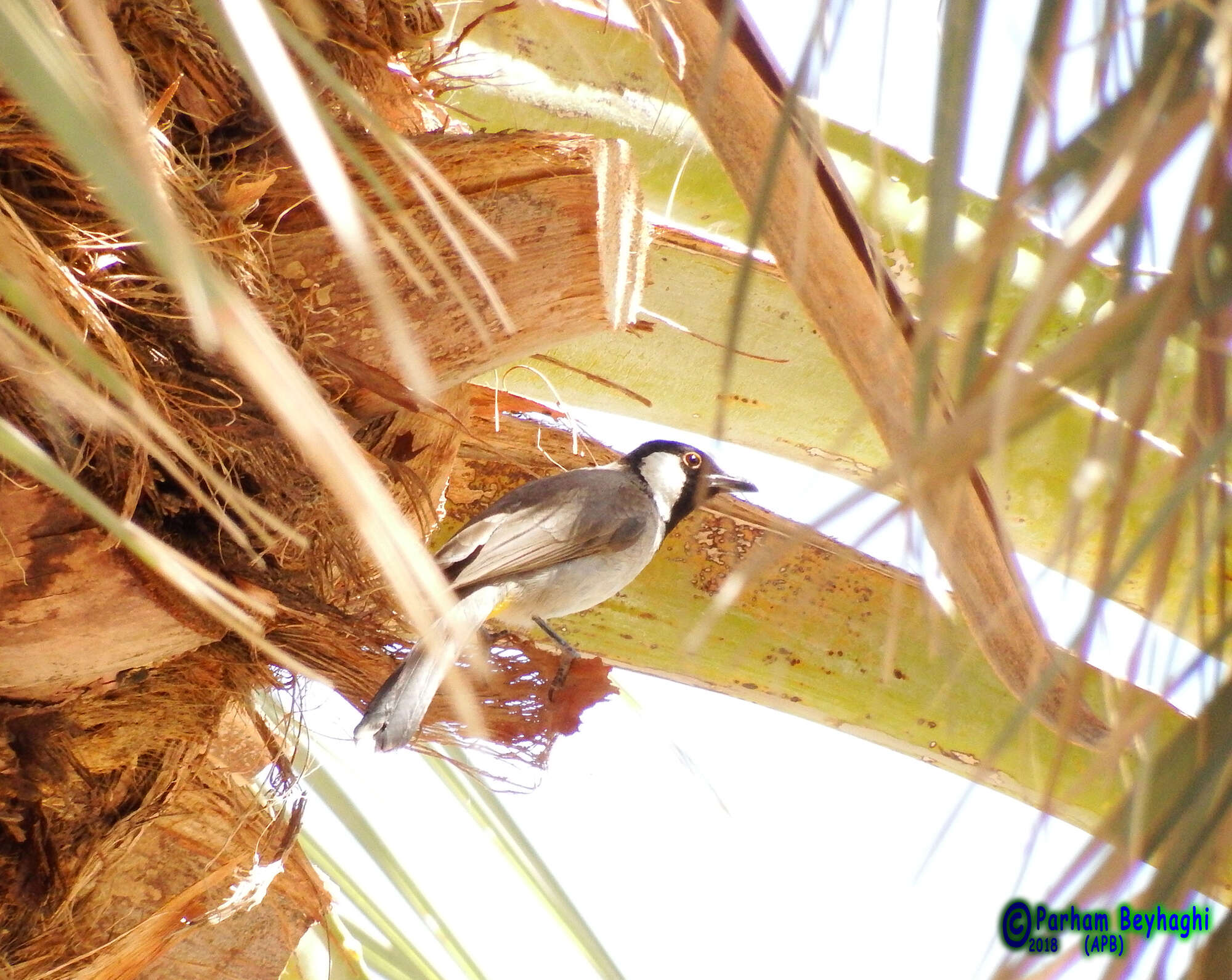 Image of White-eared Bulbul