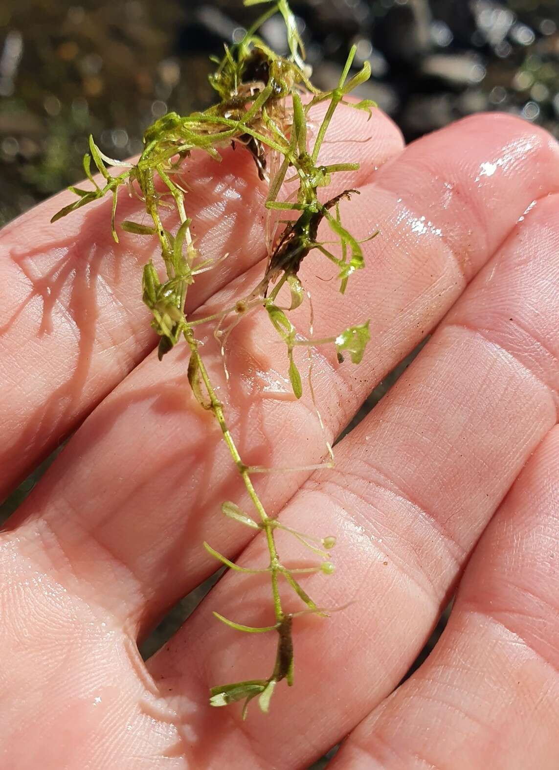 Plancia ëd Callitriche brutia Petagna