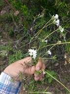 Image de Galianthe bogotensis (Willd.) E. L. Cabral & Bacigalupo