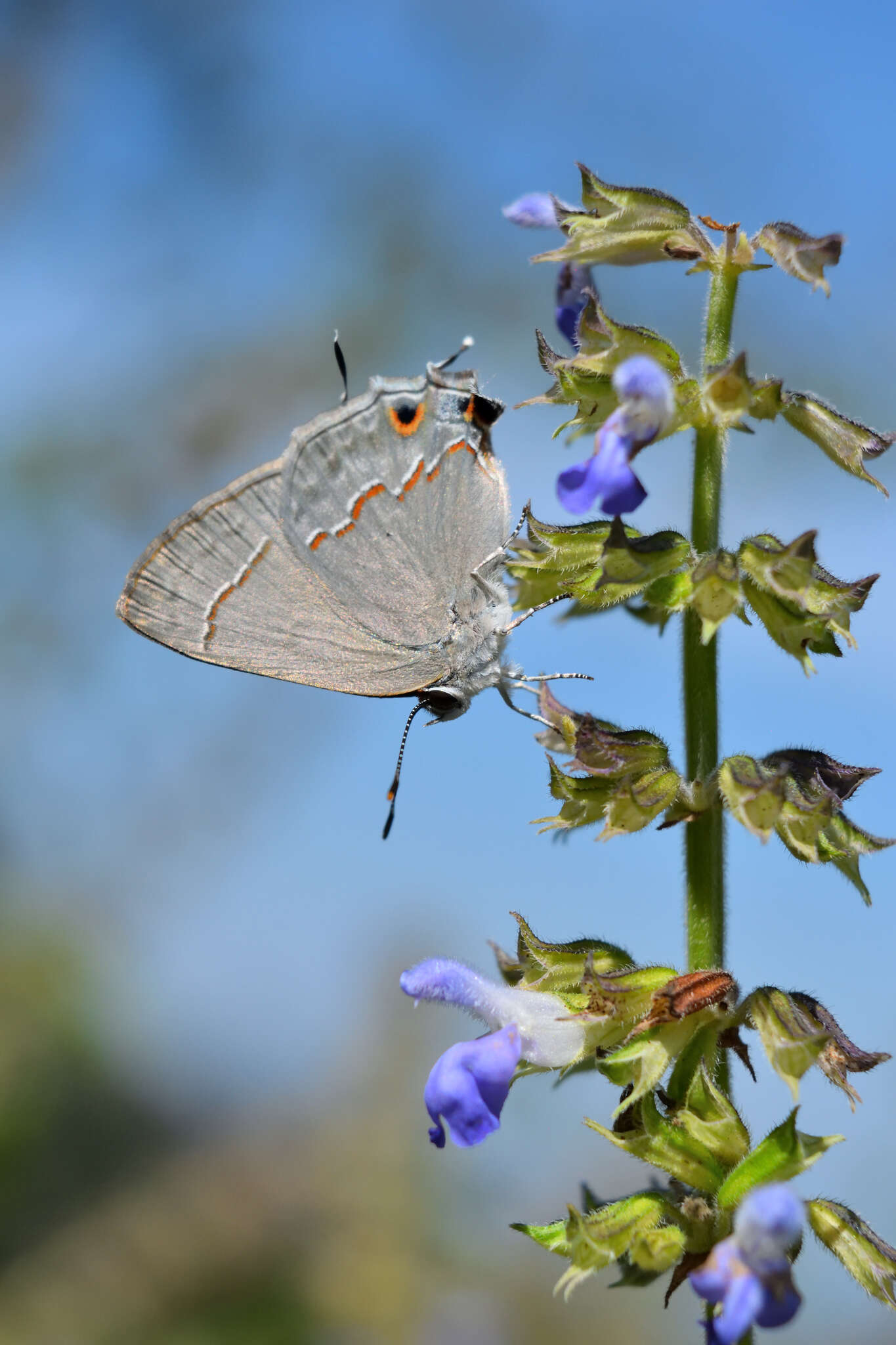 Image of Red-lined Scrub-Hairstreak