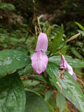 Image of Dicliptera tinctoria