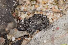 Image of Günther’s Toadlet