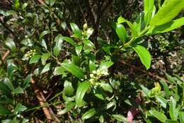 Image de Gaultheria appressa A. W. Hill