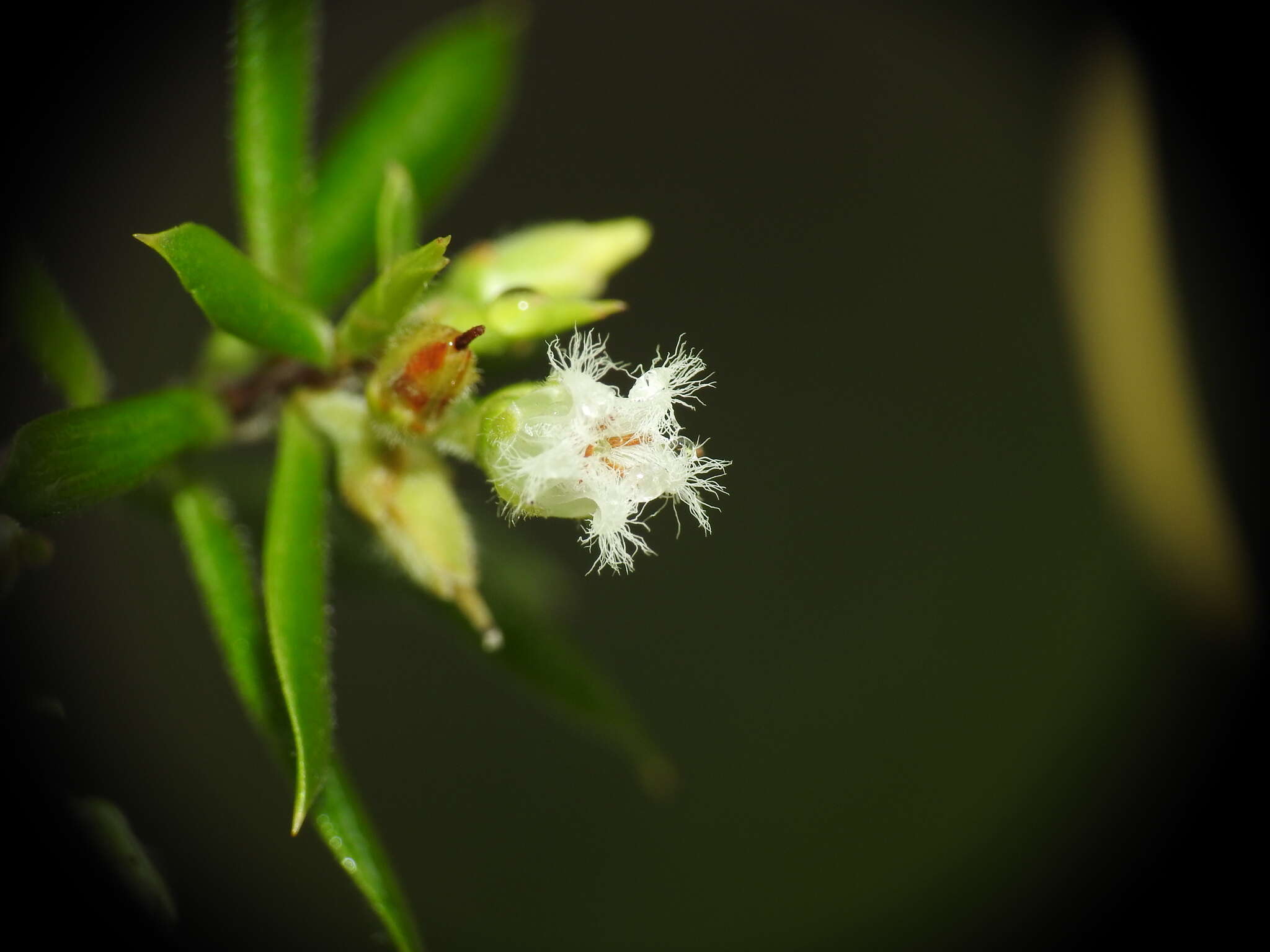 Image of Leucopogon leptospermoides R. Br.