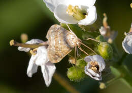 Image of Cabbage Webworm moth