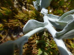 Слика од Helichrysum crispum (L.) D. Don