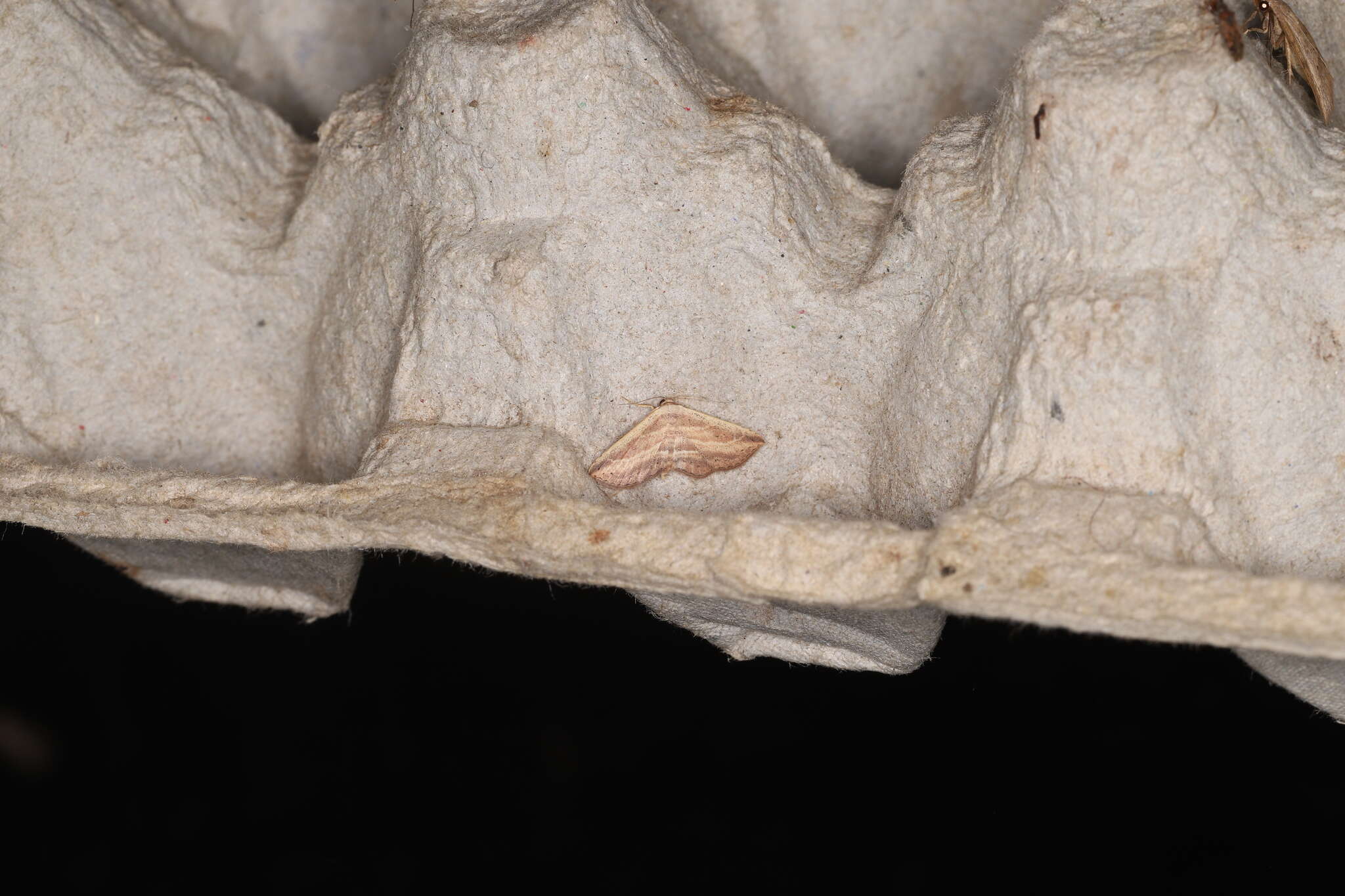 Image of Hyposada kadooriensis Galsworthy 1998