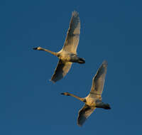 Image de Cygne siffleur